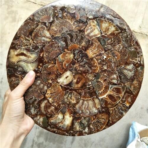 LARGE MADAGASCAR SHELL AMMONITE FOSSIL PLATE DISC FOR HOME DECORATION AND COLLECTION