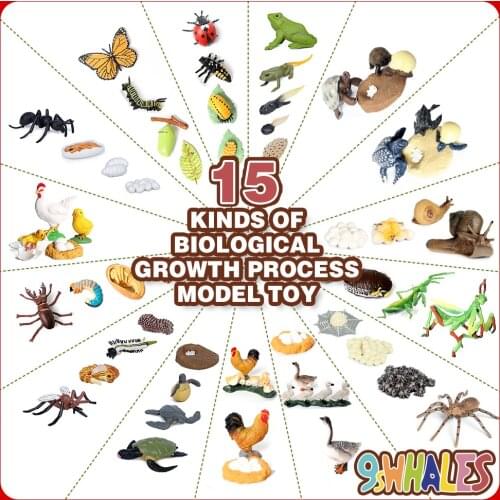 Simulation Butterfly Mantis Bee Frog Growth Cycle Life Cycle Animals Model Action Figures set Teaching Educational toys For Kids