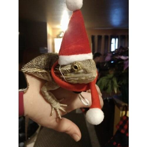 Bearded dragon Christmas Hat and Scarf Set with Elastic Chin Strap Reptile Apparel Handmade Flannel Skin Protection Gift Photo