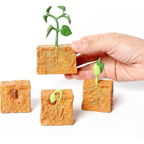 Simulation Life Cycle of a Green Bean Plant Growth Cycle Model Action Figures Collection Science Educational Toys for Children