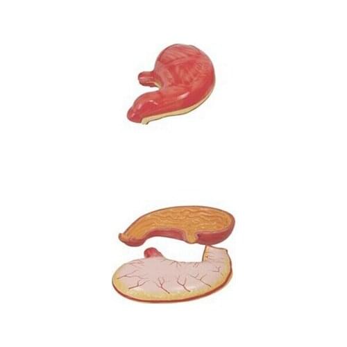 BIX-A1045 Gastric Anatomy Model MQ122
