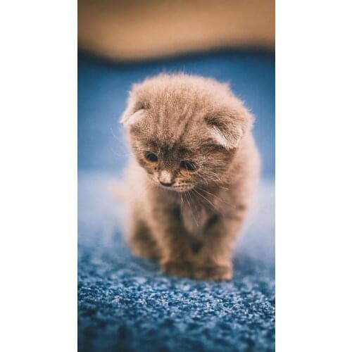 LIPHISFUN Full Drill Diamond Painting Embroidery Square/round DIY Home Decor Needlework Kitty Animal