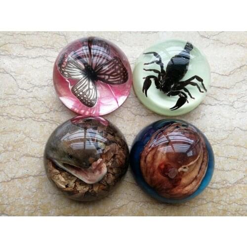 Resin ornament insect specimen octopus, scorpion, spider, unicorn, butterfly, snake head creative stage decoration gift