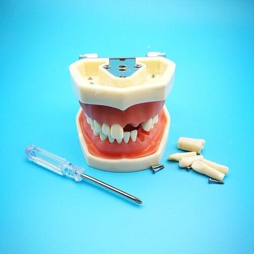 Tooth model oral teaching model resin teeth practice preparation full mouth soft gum detachable model