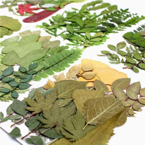 Leaf Combination Dried Wildflower Bouquet For Children 'S Manual Activity 5 Bags Free Shipment