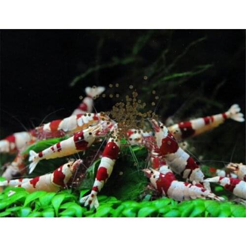 Germany imported JBL treasure Crystal red bee Shrimp food JBL small tropical fish guppy discus granules