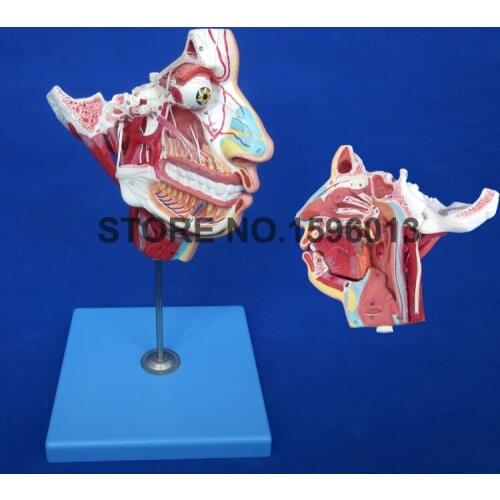 100 Positions Marked Anatomical Facial Skull Model, Nerves and Vessels in the Facial Skull Model