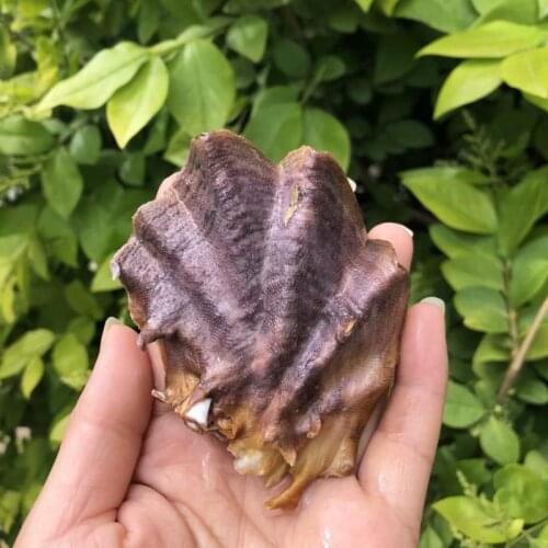 Rare Natural purple shell sea screw specimen Sea Shells Natural Scallop Seashell Beach Wedding Decorations Home Decor Ocean