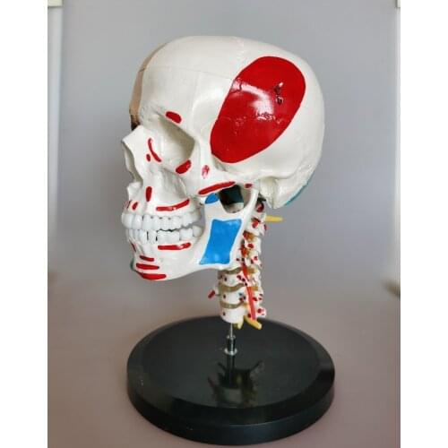Color separation of skull and muscle starting and ending points and cervical vertebra anatomical model