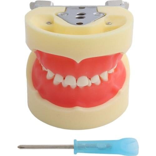 Dental Children Kids 24 Screw-in Teeth Model Teaching Demonstration Soft Gum