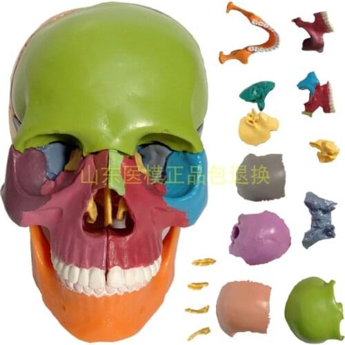 1/2 Life Size 15 Parts Human Anatomy Colorful Assembled Skull Medical Model Human Skeleton Toy
