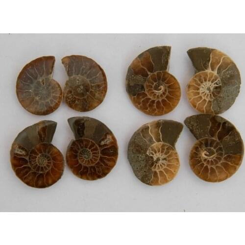 8pcs FOSSILIZED SNAIL AMMONITE MINERAL FROM MOROCCO ~ MULTI-COLOR FIRE Free shipping