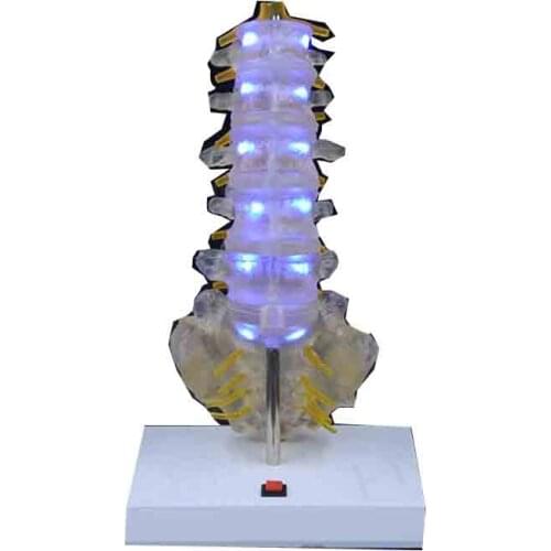 Human transparent electroluminescent 5-segment sacrum model of lumbar and caudal vertebrae