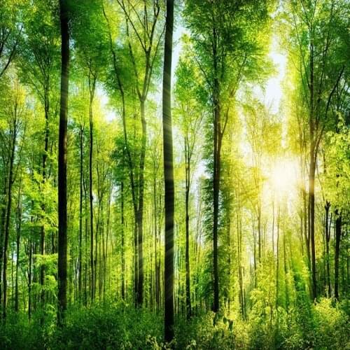 Dropship Colomac 3d Wallpaper for Walls Sunlight Green Forest Landscape 3d Wallpaper Living Room Photo Wall Mural Papel Tapiz