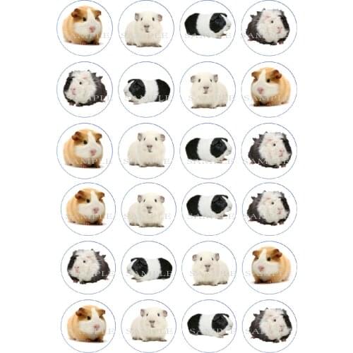 24 Guinea Pig Edible Cake Topper Wafer Rice Paper Cake Decoration Cupcake Topper Birthday Party Baby Shower Cake Decor Supplier