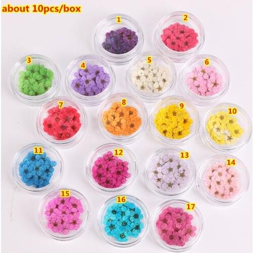 Wholesale 1 Bottles/12 Colors 3D Decoration Real Dry Dried Flower for UV Gel Acrylic Nail Art Tips