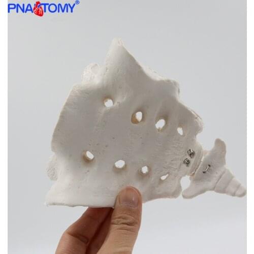 1:1 Human Sacrum Coccyx Tail Bone Skeleton Model Medical Teaching Bonesetting Display Specimen