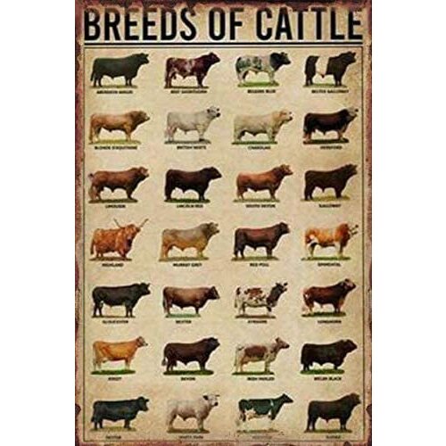 Breeds of Cattle Poster Retro Painting Tin Sign for Street Garage Family Restaurant Bar People Cave Farm Wall Metal Tin Sign