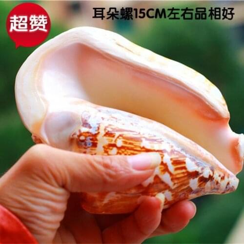 Best selling natural shell conch lip-moistening Phoenix snail ear snail fish tank home decoration living room ornaments