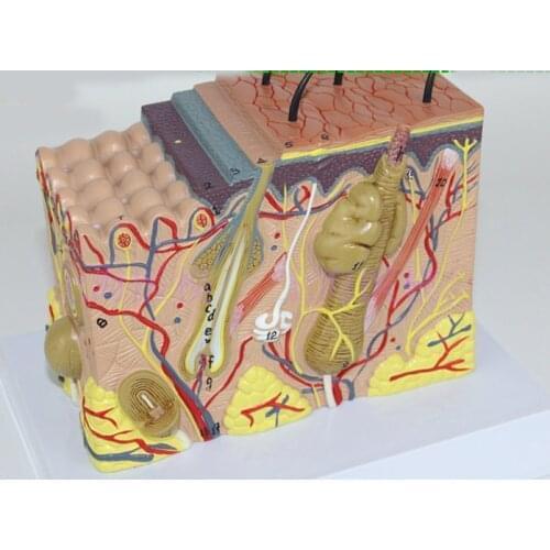 35X Three-dimensional skin model medical cosmetic plastic skin structure model enlarged anatomical model