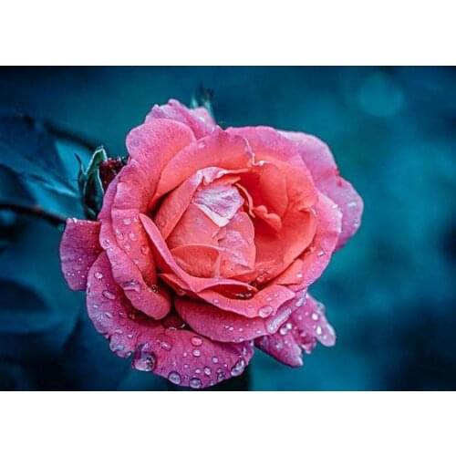 5d full square diamond painting pink rose flower embroidery mosaic diamond dotz rhinestone picture puzzle toy drawing wall decor