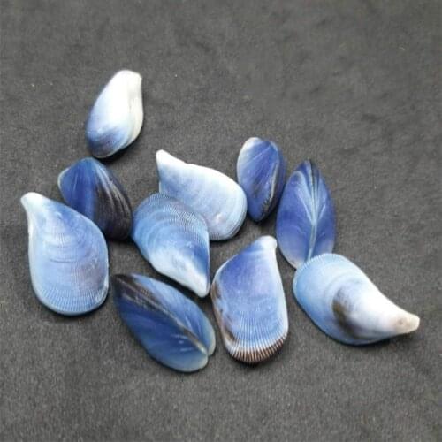 Naturally seashells 2- 3 cm blue mussel black patches small seashells