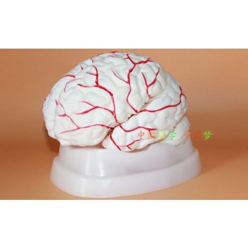 1:1brain Anatomical Model Intraventricular Brainstem Cerebrovascular free shipping