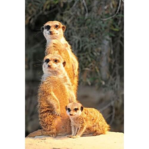 GATYZTORY 40x50cm Paint By Number Meerkats For Adults Handpainted Animal Diy Oil Painting By Number Kits Home Decor
