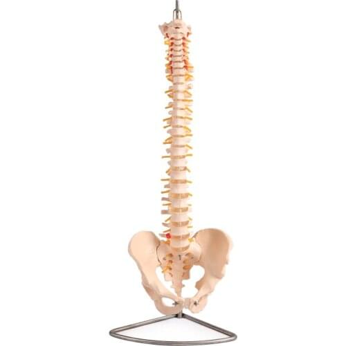 72cm Human Spine Model Pelvis Anatomical Model School Medical Teaching Supplies BIX-A1014