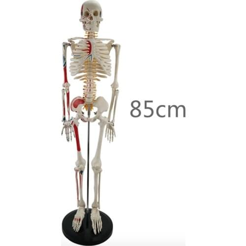 85CM whole body human skeleton model, detachable and movable muscle coloring spinal nerve intervertebral disc skeleton