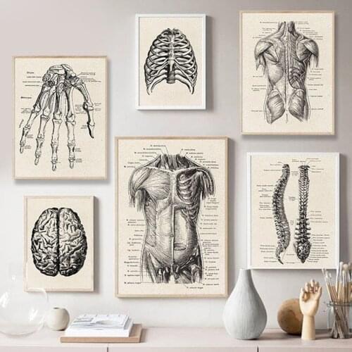 Human Anatomy Artwork Medical Wall Picture Muscle Skeleton Vintage Poster Nordic Canvas Print Education Painting Modern Decor