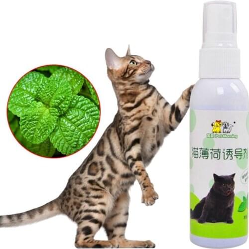 2021 New Cat Catnip Pet Training Toy Natural Healthy Cat Mint Funny Scratch Toy Spray