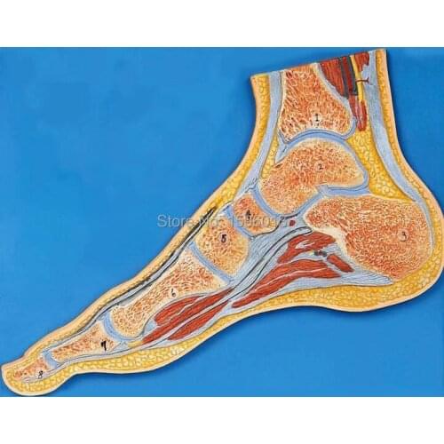 Foot Section Model, Anatomical Foot Model