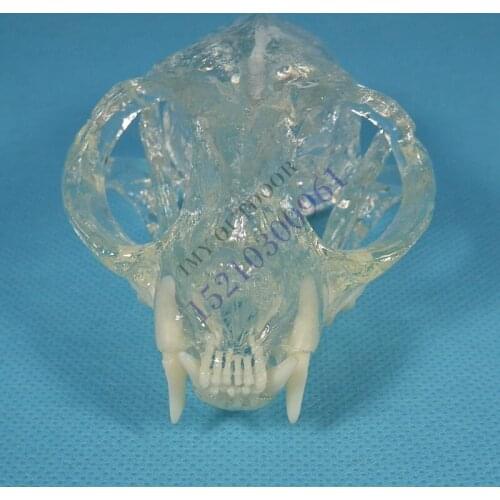 Animal model Cats tooth skull jaw model Animal bones Dissection Transparent