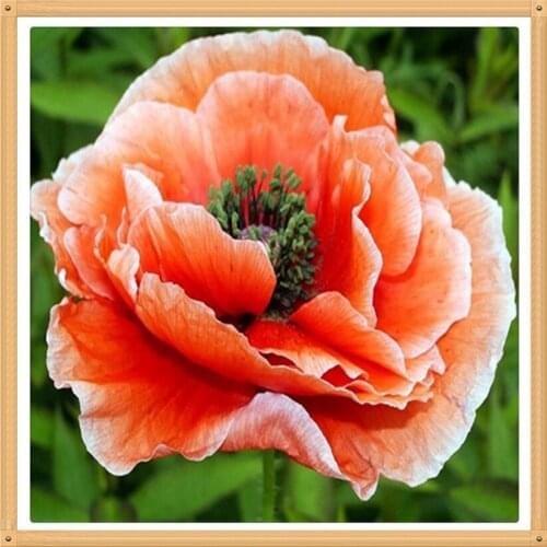 3D DIY Full Diamond Painting Full Bloom Red Flower 50x50cm Patchwork Diamond Embroidery Sticker Square Mosaic Home Decor Flowers