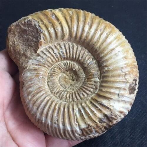 1pcs natural Marine conch from Madagascar.fossil