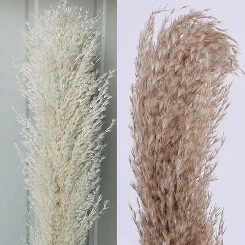 1pc New Natural Dried Flower Reed Bouquet Pampas Grass Branch Reed Natural Plant Ornament Wedding Home Decor