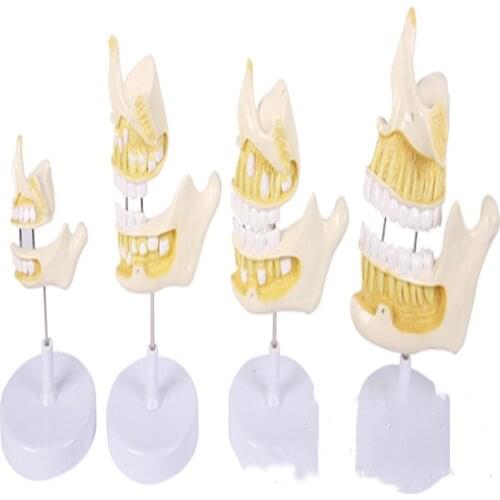 Medical model human dental anatomy model dental development sequence model