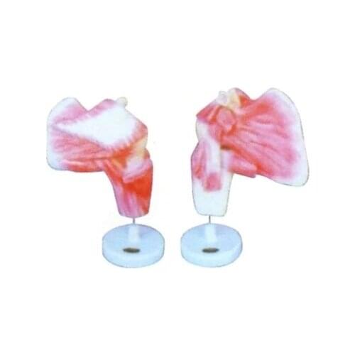 Model of the deep muscle of the upper extremity Human upper limb muscle anatomical model 20*20*18cm free shipping