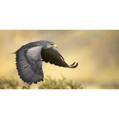 Flying Falcons Towel Microfiber Beach Towel Animals Handdoek serviette de plage toalha Travel Gym Sport Drying Shower Towels