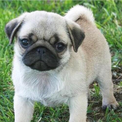 5D Diy Diamond Embroidery Full Drill Square Animal Pictuer Dog Diamond Painting Cross Stitch Mosaic Needlework Fashion Decor