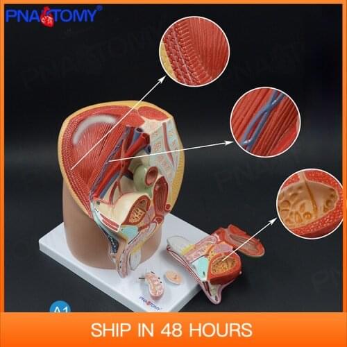 1:1 Life Size Male Pelvis Cavity Model Reproductive System Anatomical Medical Teaching Tool Educational Equipment Anatomy
