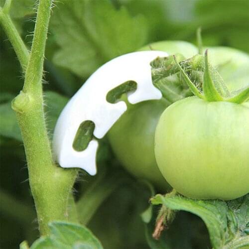 50pcs Grafting Fixing Clip Plastic Tomato Branch Garden Fruit Sapling Reinforcement Clip Anti Bend Hanging Seedling Supporting
