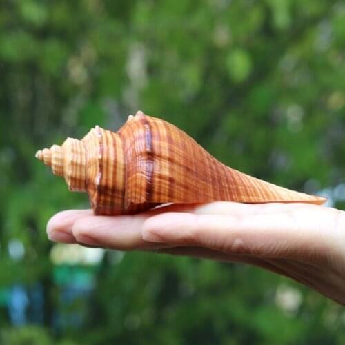 New Fashion Natural Conch Shell Red Sea Snail Aquarium Decoration Scene Fish Crock Micro-landscape Creative Gifts Specimens Gift