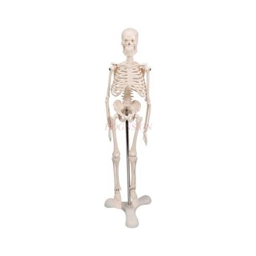 Human skeleton model medical medical teaching
