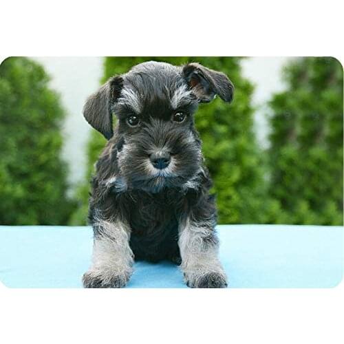 Schnauzer Dog Canine Breed Metal Poster Plaque Vintage Tin Sign Wall Decor 12x8 Inches