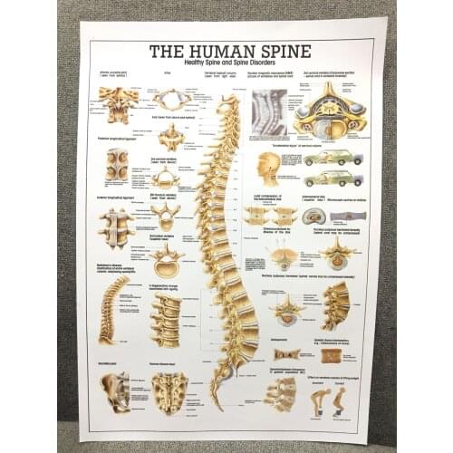 Human Spine Cervical Spine Poster