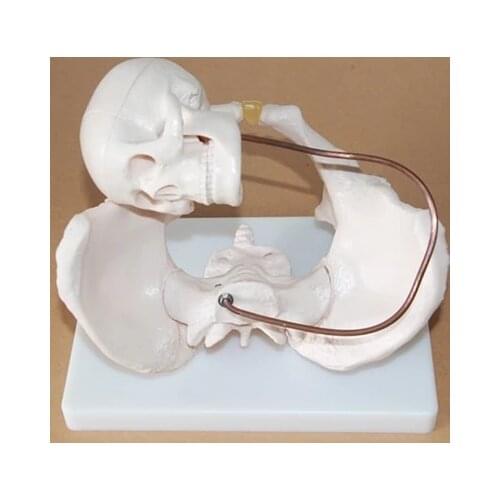 Skeleton model The female pelvis model with fetus skull skeleton model human Anatomical Midwifery Teaching model free shipping