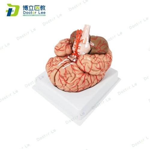8 Parts Life Size Human Brian Anatomy Model Pro Dissection Medical Organ Teaching Model