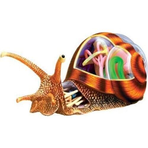 4D Master 4d Snail Anatomy Model